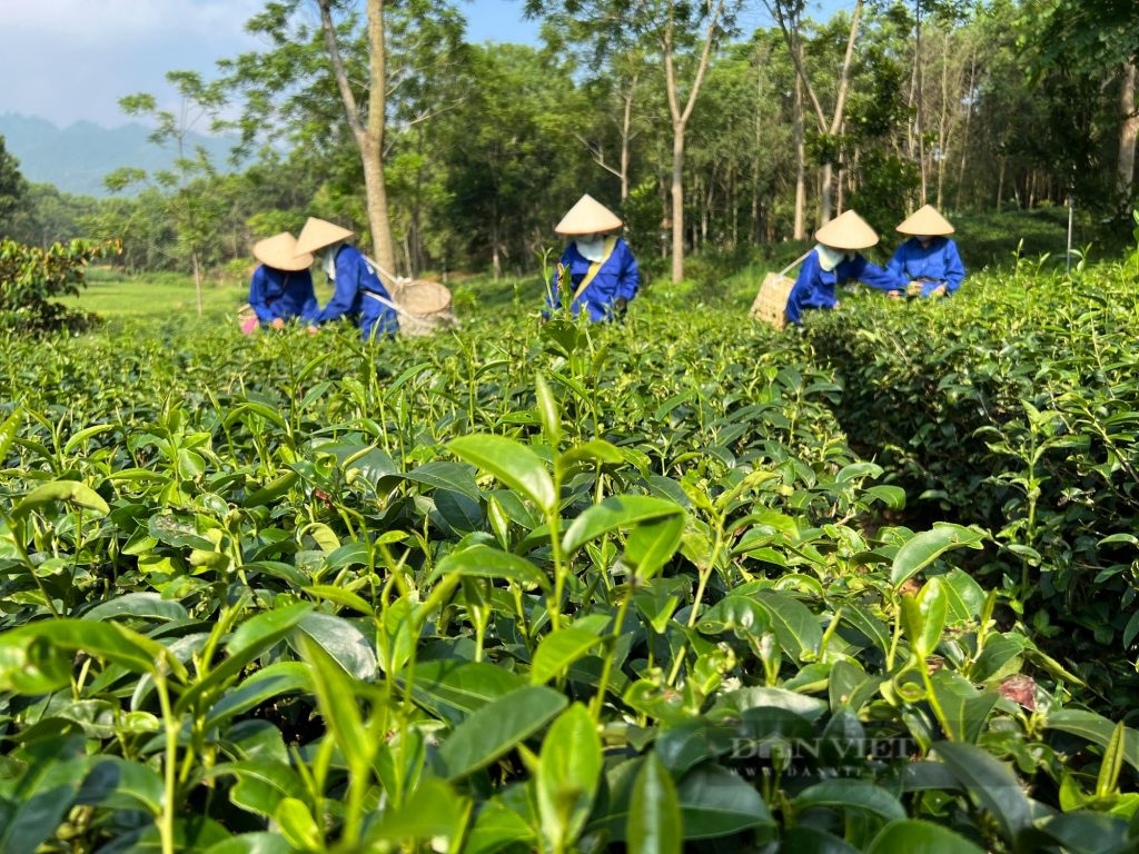 Hợp tác xã Chè Cẩm Mỹ