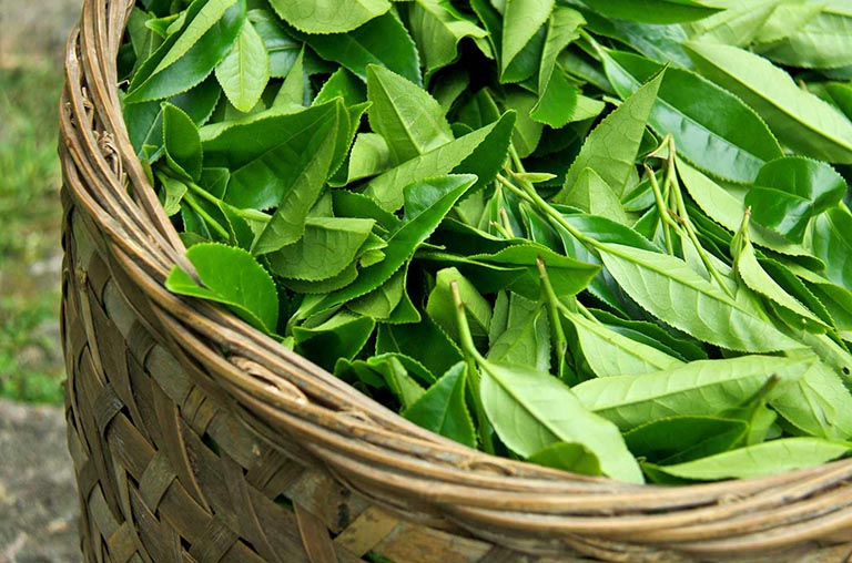 Chè xanh và những tác dụng tuyệt vời