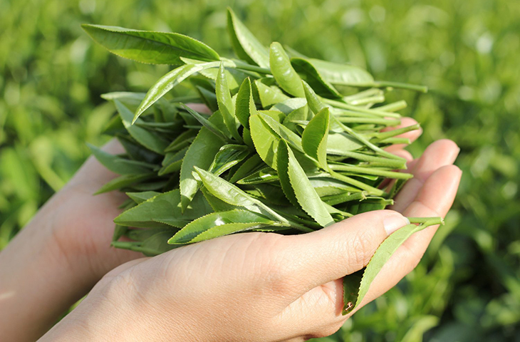 Cách dùng chè xanh để chữa bệnh
