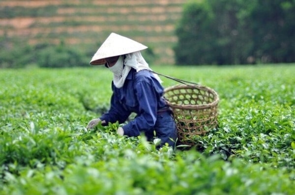 Lá chè xanh tươi: 5 tác dụng và cách nấu