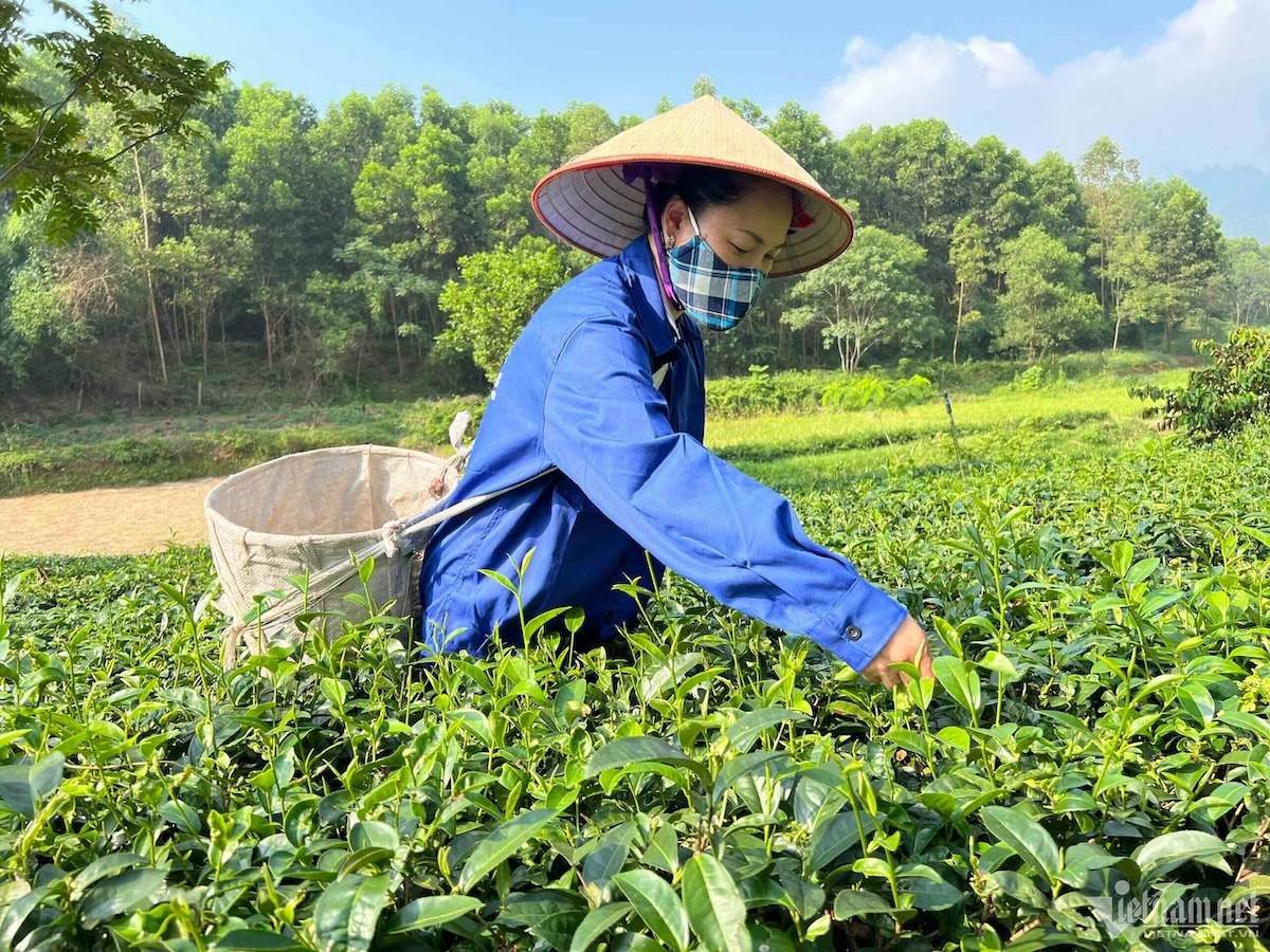 Chè Cẩm Mỹ: Bứt phá với mô hình canh tác hữu cơ tại Phú Thọ